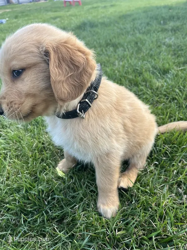 Black – Golden Retriever puppy for sale in Freeport, MN