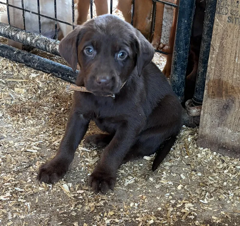 Tan (Dixie’s) – Labrador Retriever puppy for sale in Freeport, MN