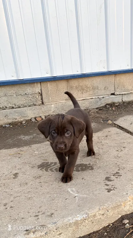 Tan (Dixie’s) – Labrador Retriever puppy for sale in Freeport, MN