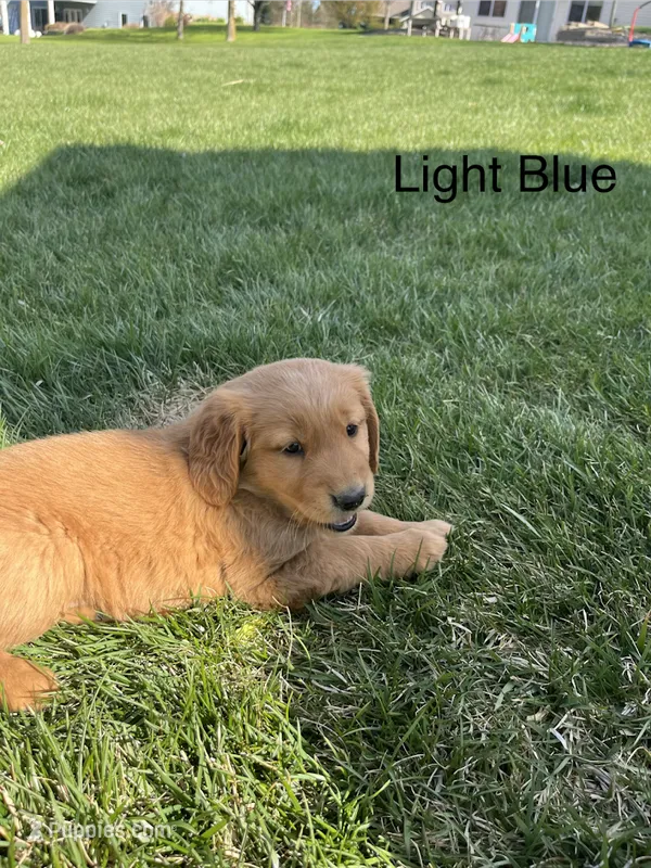 Light Blue – Golden Retriever puppy for sale in Freeport, MN
