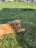 Light Blue, a female Golden Retriever for sale in Freeport, MN – 1 of 2