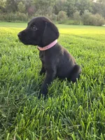 Light Pink, a female Labrador Retriever for sale in Freeport, MN – 1 of 2