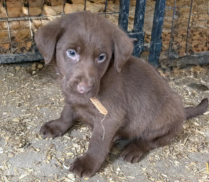 Tan (Daisy’s) – Labrador Retriever puppy for sale in Freeport, MN