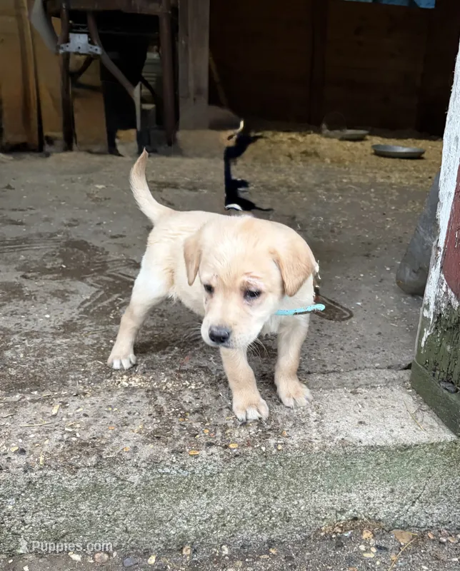 Light blue  – Labrador Retriever puppy for sale in Freeport, MN