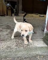 Light blue , a female Labrador Retriever for sale in Freeport, MN – 1 of 2
