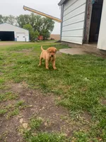 Green collar, a male Labrador Retriever for sale in Freeport, MN – 1 of 2