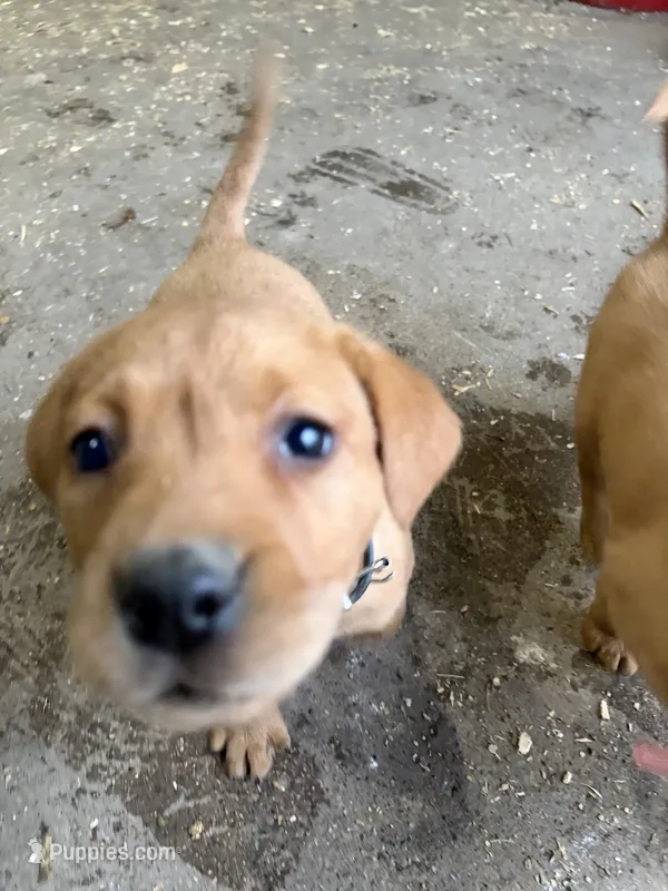 Black collar – Labrador Retriever puppy for sale in Freeport, MN