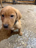 Teal blue (Rubie’s), a male Labrador Retriever for sale in Freeport, MN – Photo 3 of 4