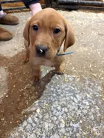 Teal blue (Rubie’s), a male Labrador Retriever for sale in Freeport, MN – Photo 4 of 4