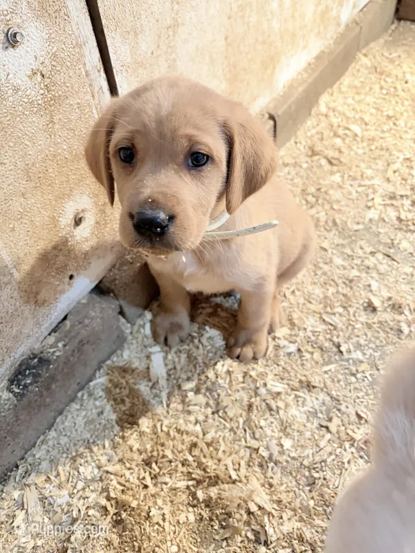 White, a male Labrador Retriever for sale in Freeport, MN – Photo 1 of 1