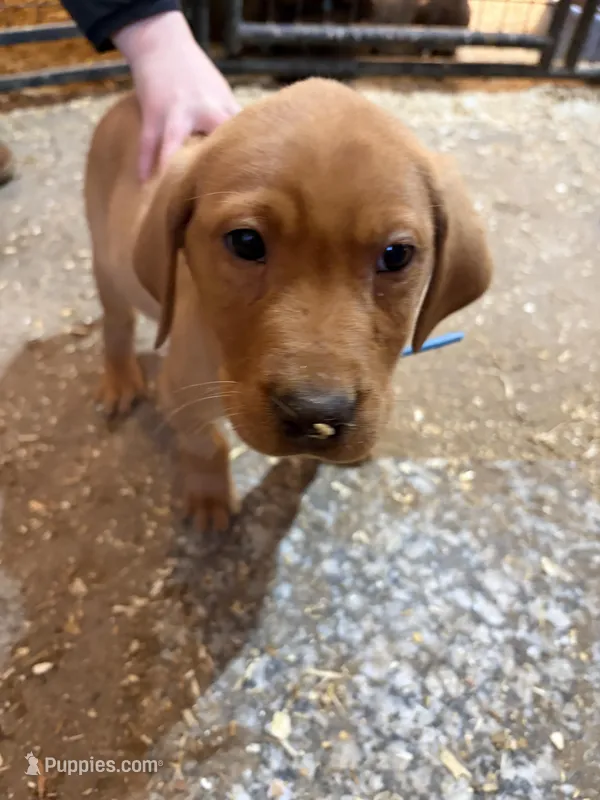 Teal blue (Rubie’s) – Labrador Retriever puppy for sale in Freeport, MN