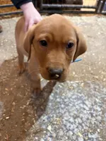 Teal blue (Rubie’s), a male Labrador Retriever for sale in Freeport, MN – Photo 1 of 4