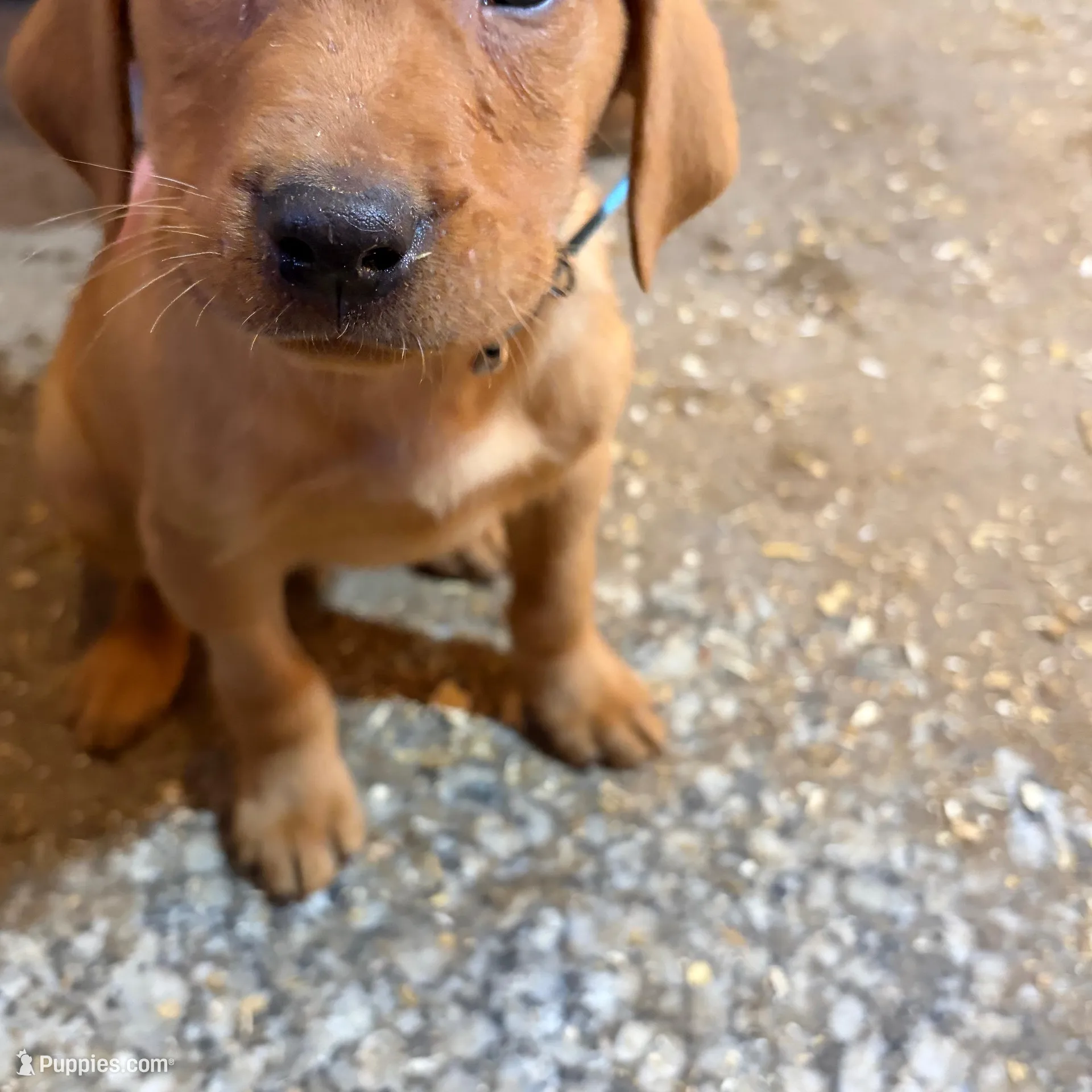 Teal blue (Rubie’s), a male Labrador Retriever for sale in Freeport, MN – Photo 2 of 4