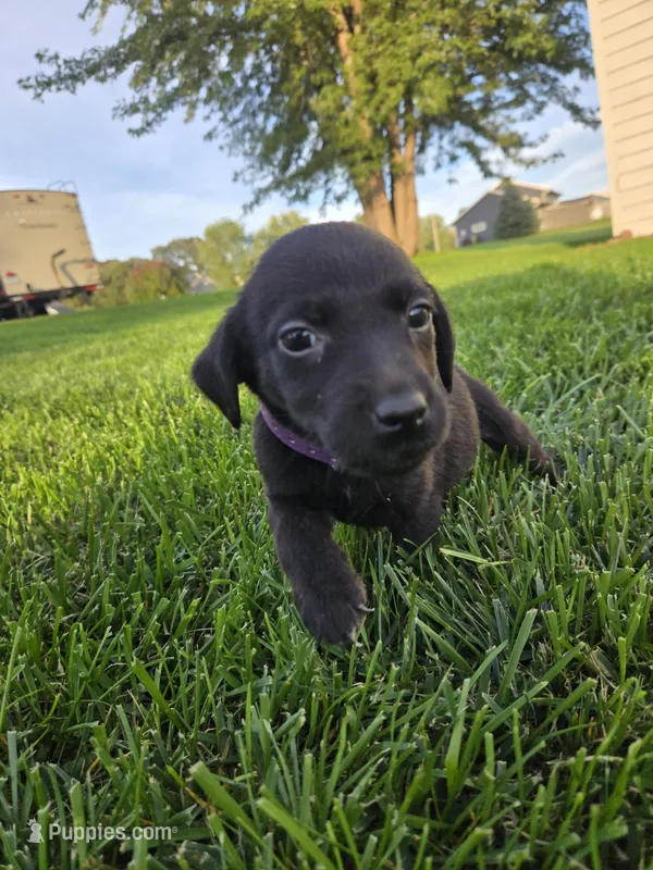 Purple Collar – Labrador Retriever puppy for sale in Freeport, MN
