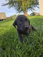 Purple Collar, a female Labrador Retriever for sale in Freeport, MN – 1 of 2