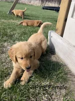 Pink, a female Golden Retriever for sale in Freeport, MN – 1 of 1