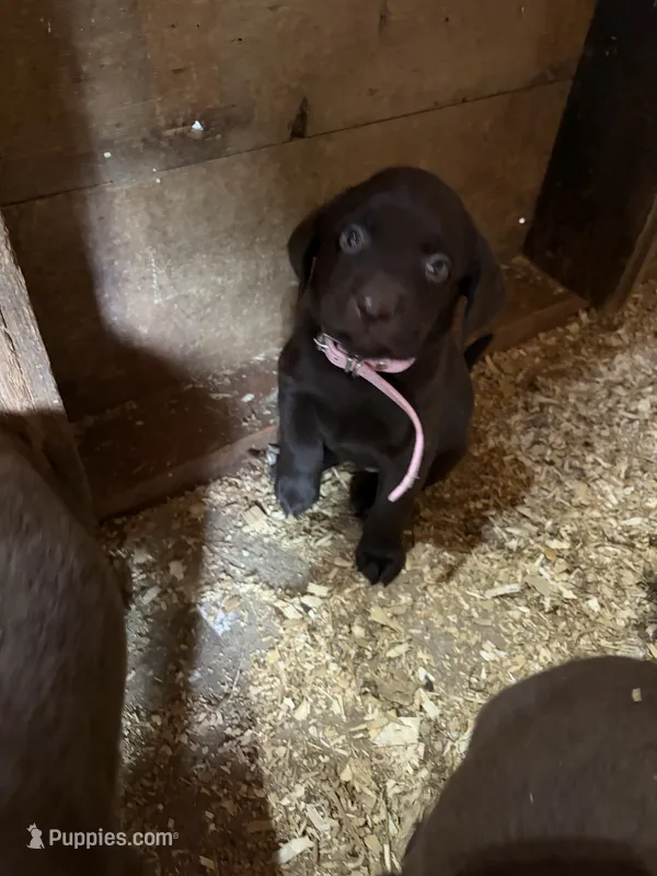 Pink – Labrador Retriever puppy for sale in Freeport, MN