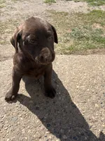 Black collar, a male Labrador Retriever for sale in Freeport, MN – 2 of 2