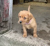 Light pink , a female Labrador Retriever for sale in Freeport, MN – 1 of 1