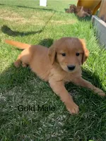 Gold, a male Golden Retriever for sale in Freeport, MN – 1 of 2