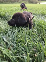 Brown Collar, a male Labrador Retriever for sale in Freeport, MN – 2 of 2