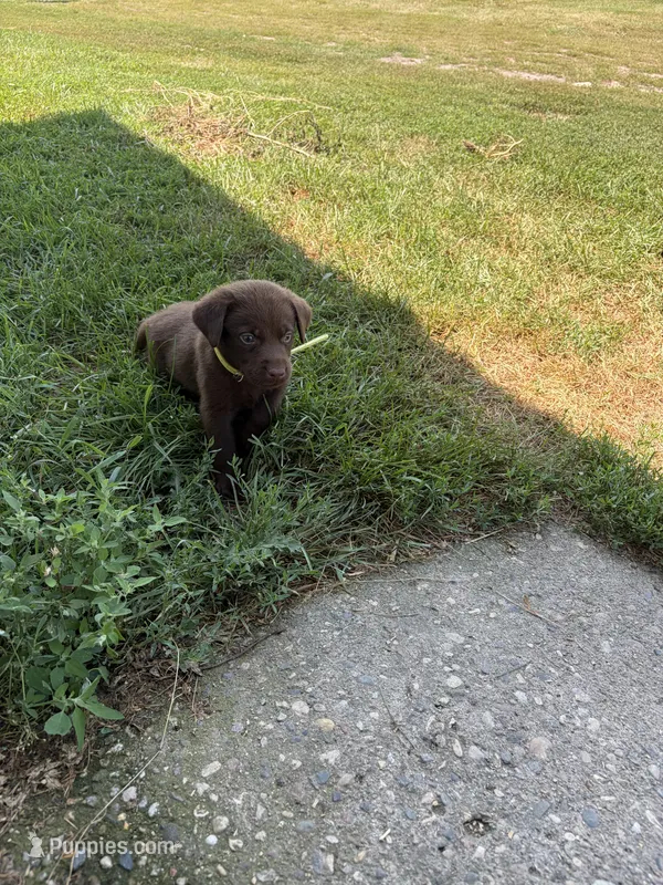 Yellow  – Labrador Retriever puppy for sale in Freeport, MN