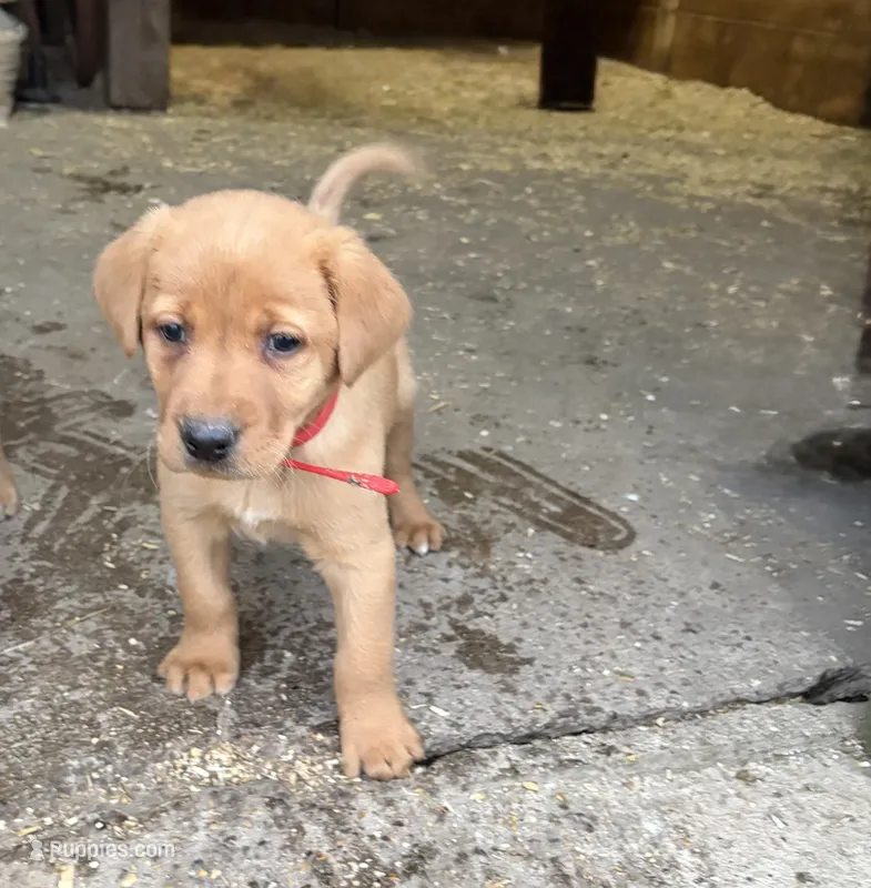 Red – Labrador Retriever puppy for sale in Freeport, MN