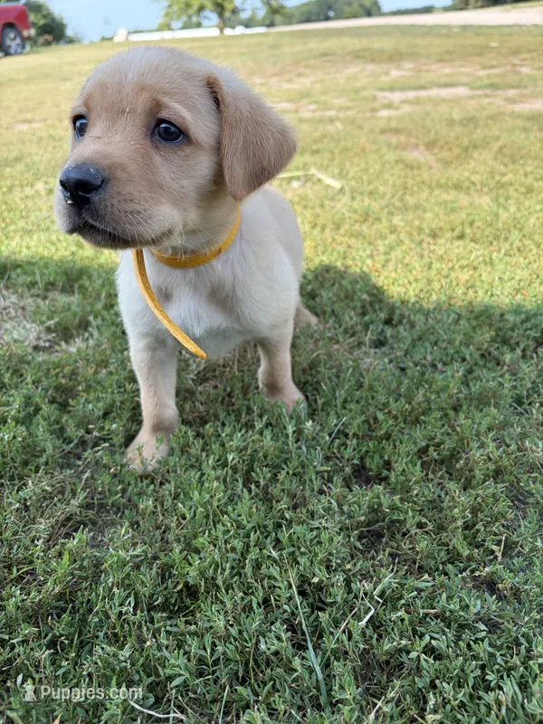 Gold collar  – Labrador Retriever puppy for sale in Freeport, MN