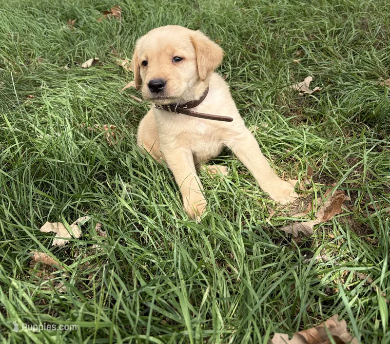 Brown – Labrador Retriever puppy for sale in Freeport, MN
