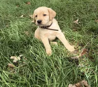 Brown, a male Labrador Retriever for sale in Freeport, MN – 1 of 1