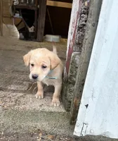 Light blue , a female Labrador Retriever for sale in Freeport, MN – 2 of 2