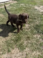 White , a female Labrador Retriever for sale in Freeport, MN – 2 of 2