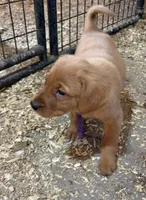 Purple , a female Labrador Retriever for sale in Freeport, MN – Photo 2 of 2
