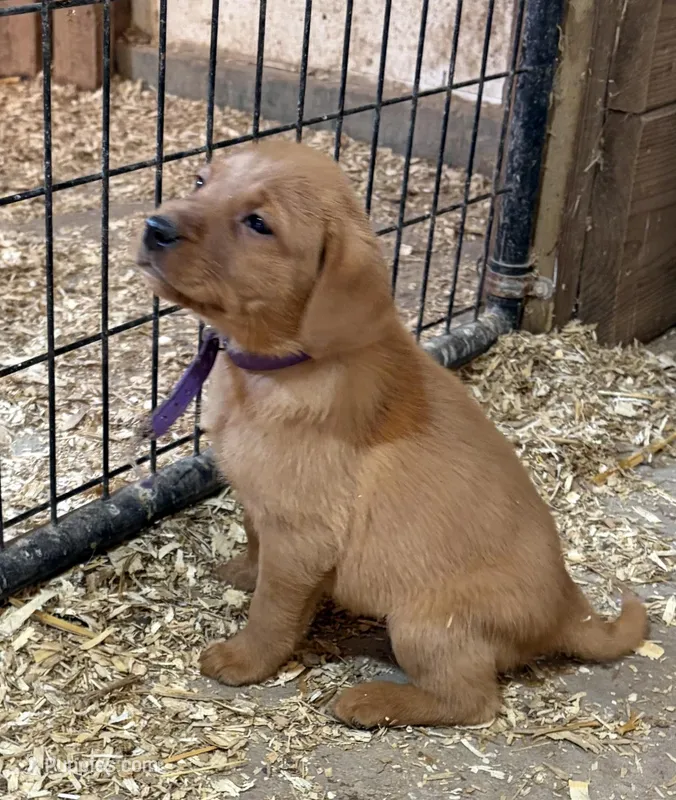 Purple , a female Labrador Retriever for sale in Freeport, MN – Photo 1 of 2
