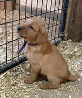Purple , a female Labrador Retriever for sale in Freeport, MN – Photo 1 of 2