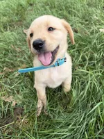 Teal blue, a female Labrador Retriever for sale in Freeport, MN – 1 of 1