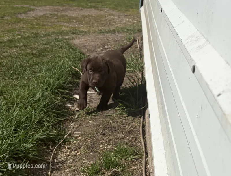 Light blue  – Labrador Retriever puppy for sale in Freeport, MN