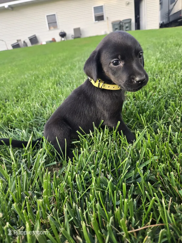 Yellow Collar – Labrador Retriever puppy for sale in Freeport, MN