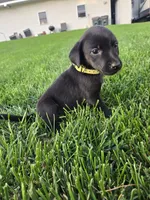 Yellow Collar, a female Labrador Retriever for sale in Freeport, MN – 1 of 2