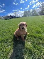 Light Blue, a female Golden Retriever for sale in Freeport, MN – 2 of 2