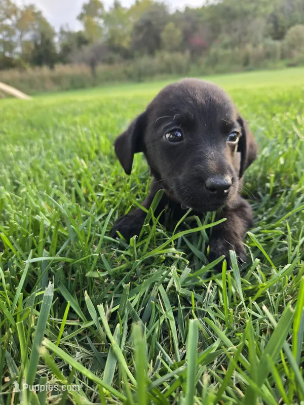 Light Blue – Labrador Retriever puppy for sale in Freeport, MN