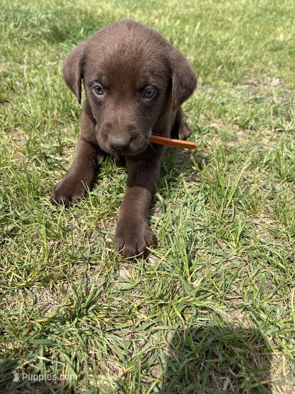 Orange  – Labrador Retriever puppy for sale in Freeport, MN