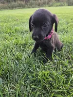 Hot Pink, a female Labrador Retriever for sale in Freeport, MN – 2 of 2