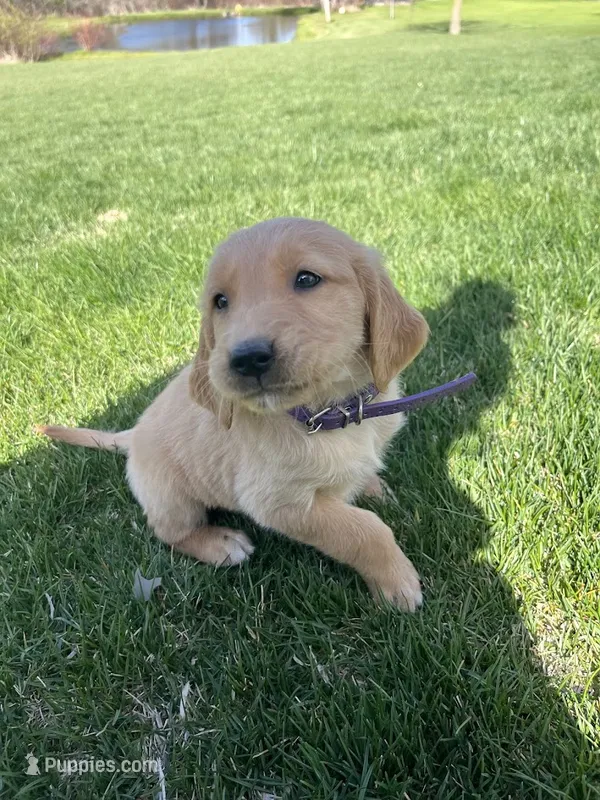 Purple  – Golden Retriever puppy for sale in Freeport, MN