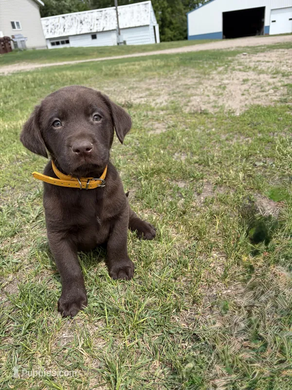 Gold collar – Labrador Retriever puppy for sale in Freeport, MN