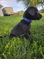 Dark Blue Collar, a male Labrador Retriever for sale in Freeport, MN – 2 of 2