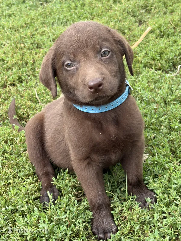 Light blue – Labrador Retriever puppy for sale in Freeport, MN