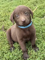 Light blue, a female Labrador Retriever for sale in Freeport, MN – 1 of 1