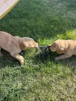 Blue , a male Golden Retriever for sale in Freeport, MN – 2 of 3