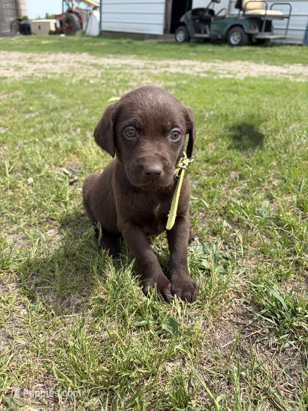 Yellow – Labrador Retriever puppy for sale in Freeport, MN